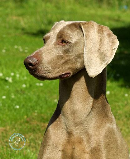 Weimaraner 9W019D-128.JPG